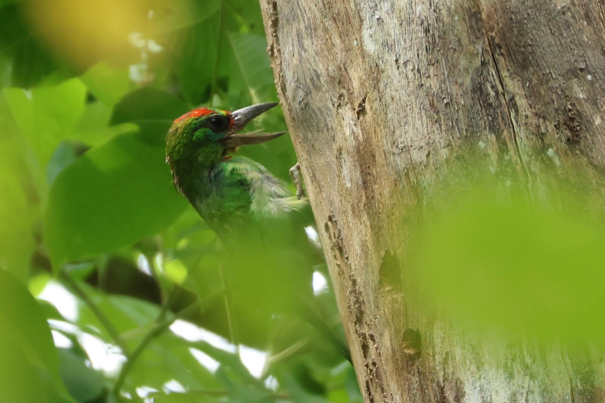 Red-throated Barbet - ML617176121