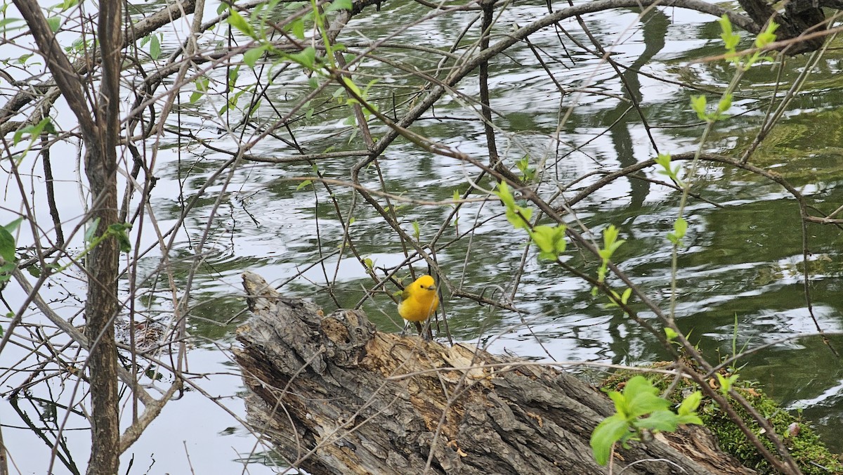 Prothonotary Warbler - Rich Cumming