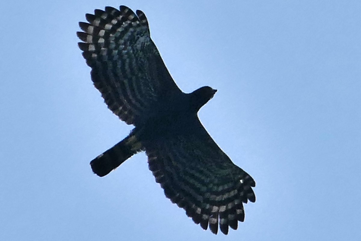 Black Hawk-Eagle - bart de boer