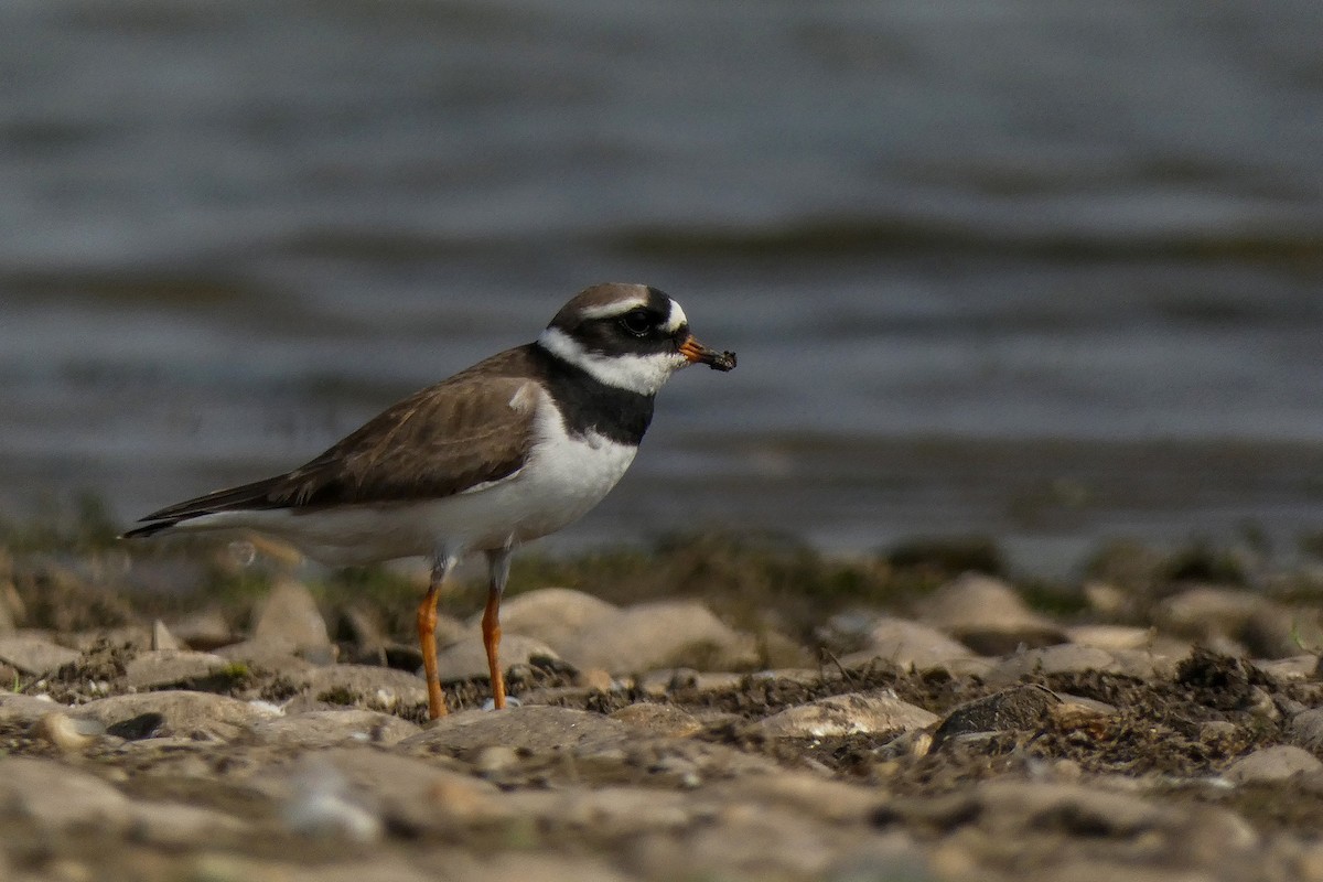 Common Ringed Plover - ML617176172