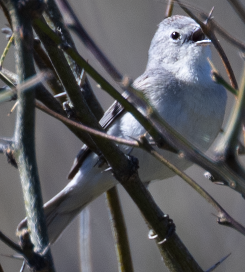 Lucy's Warbler - ML617176253