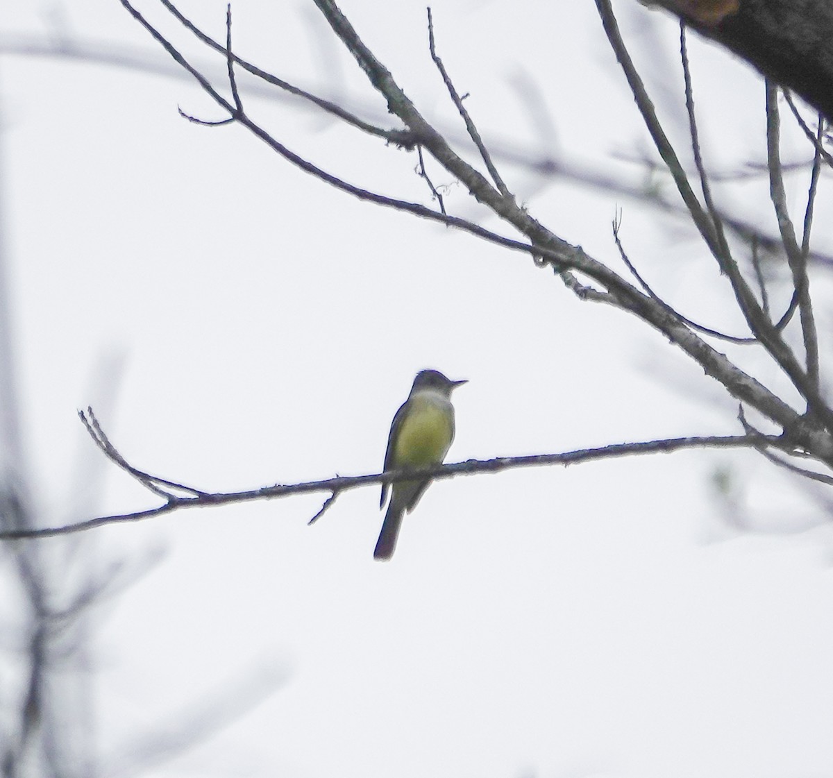Great Crested Flycatcher - ML617176287