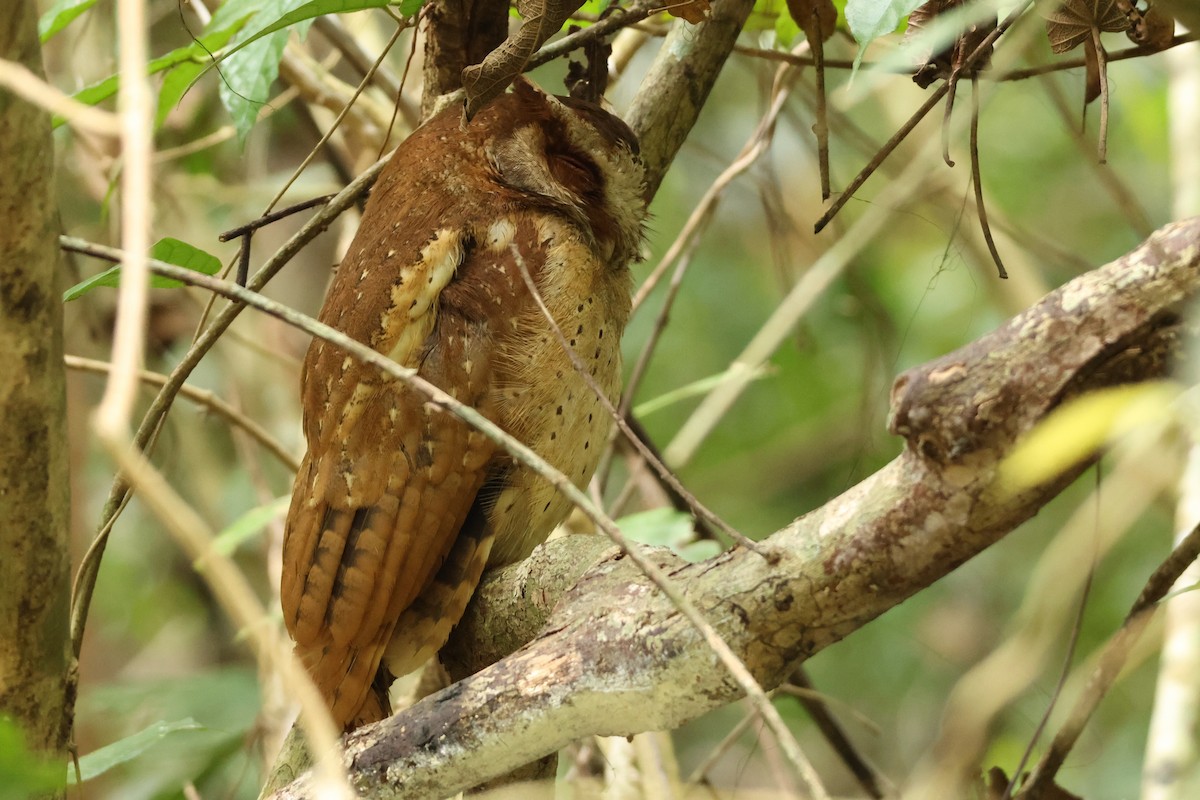 White-fronted Scops-Owl - ML617176339