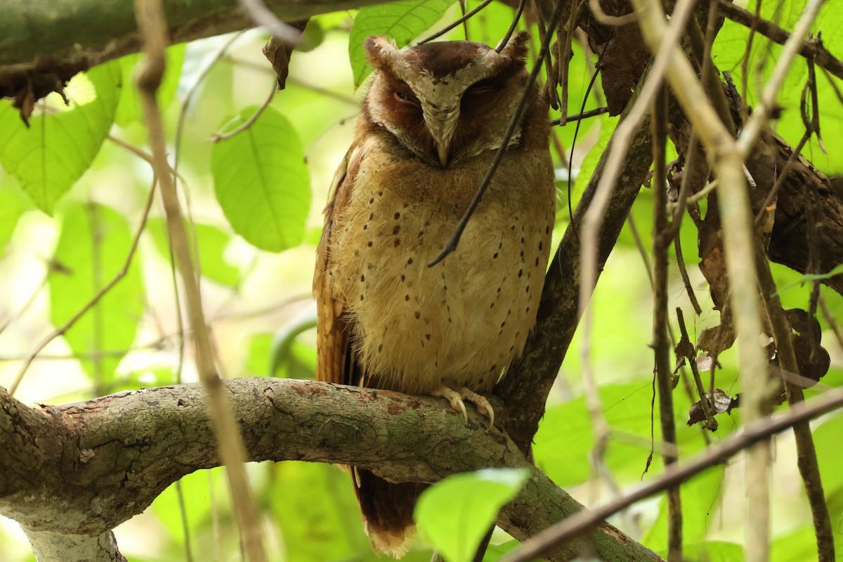 White-fronted Scops-Owl - ML617176340