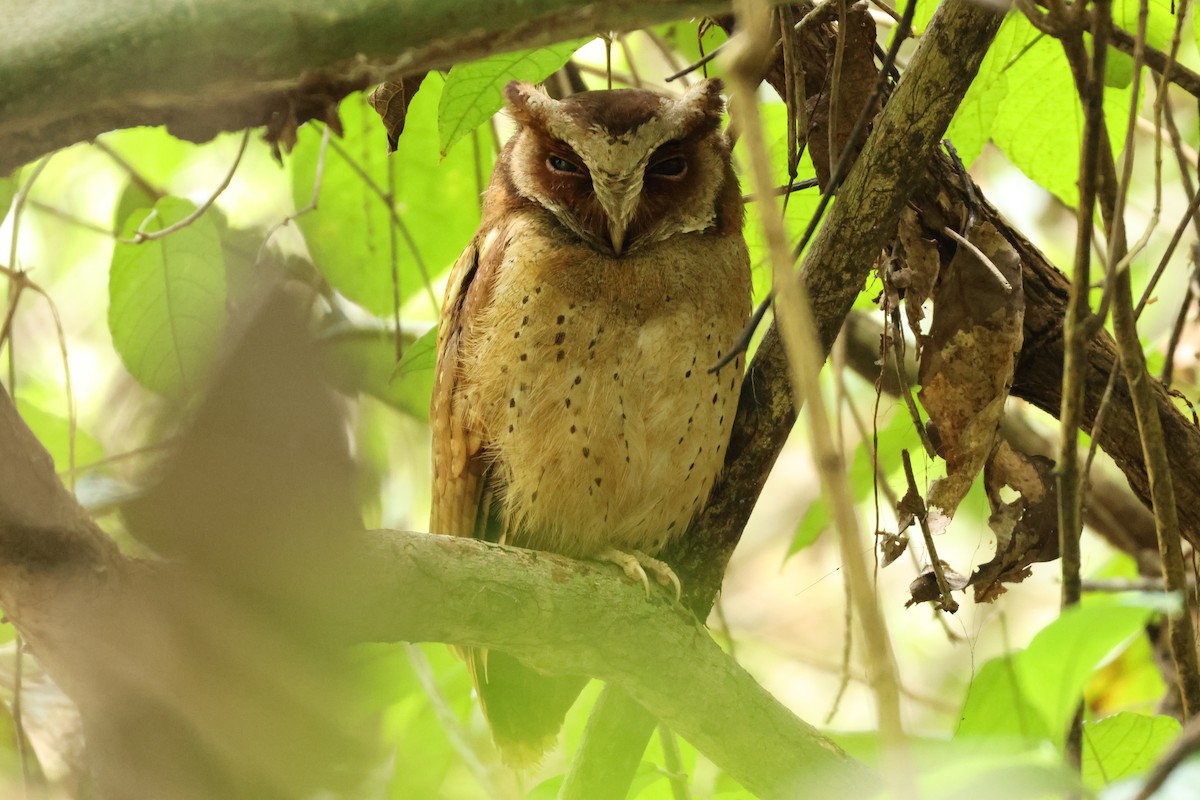 White-fronted Scops-Owl - Phuwarin Suchartbunmak
