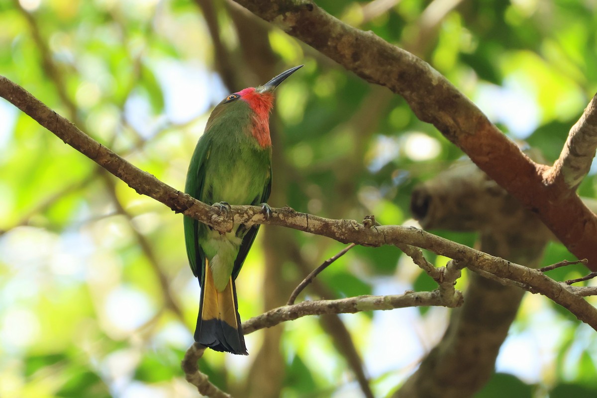 Red-bearded Bee-eater - Phuwarin Suchartbunmak