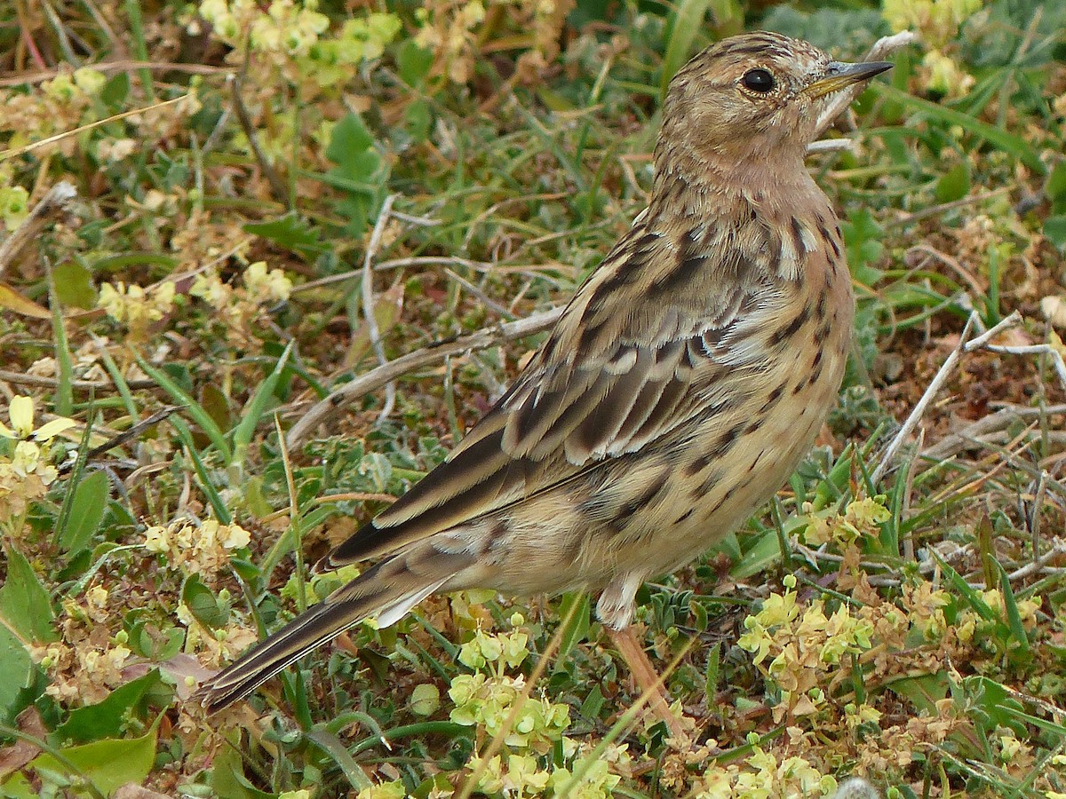 Red-throated Pipit - ML617176376