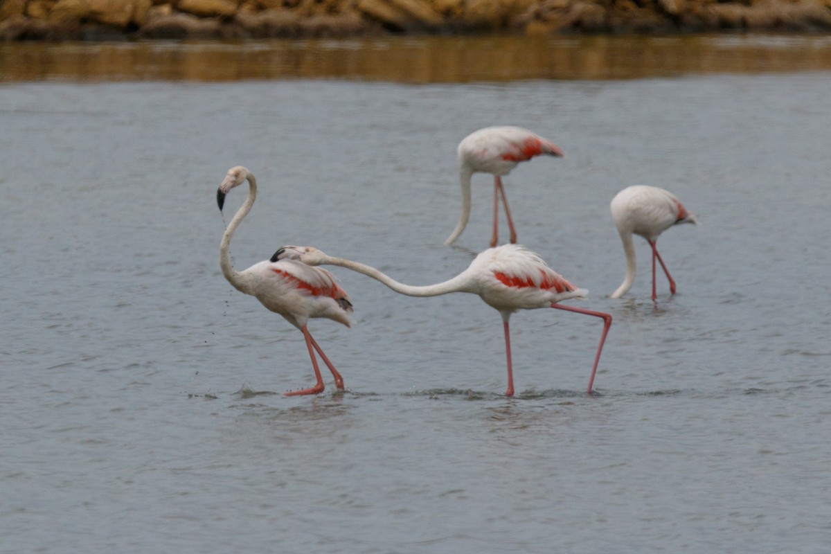 Greater Flamingo - ML617176395