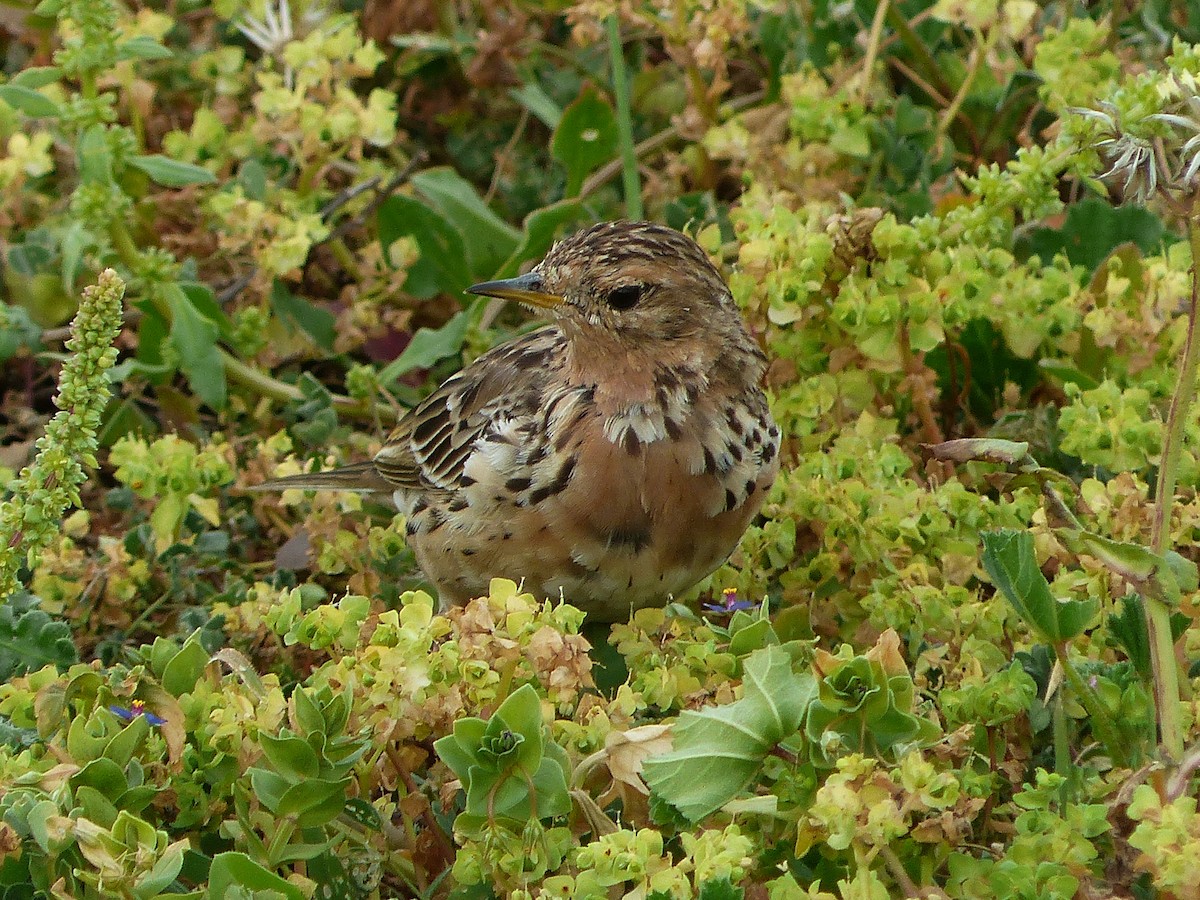 Red-throated Pipit - ML617176397