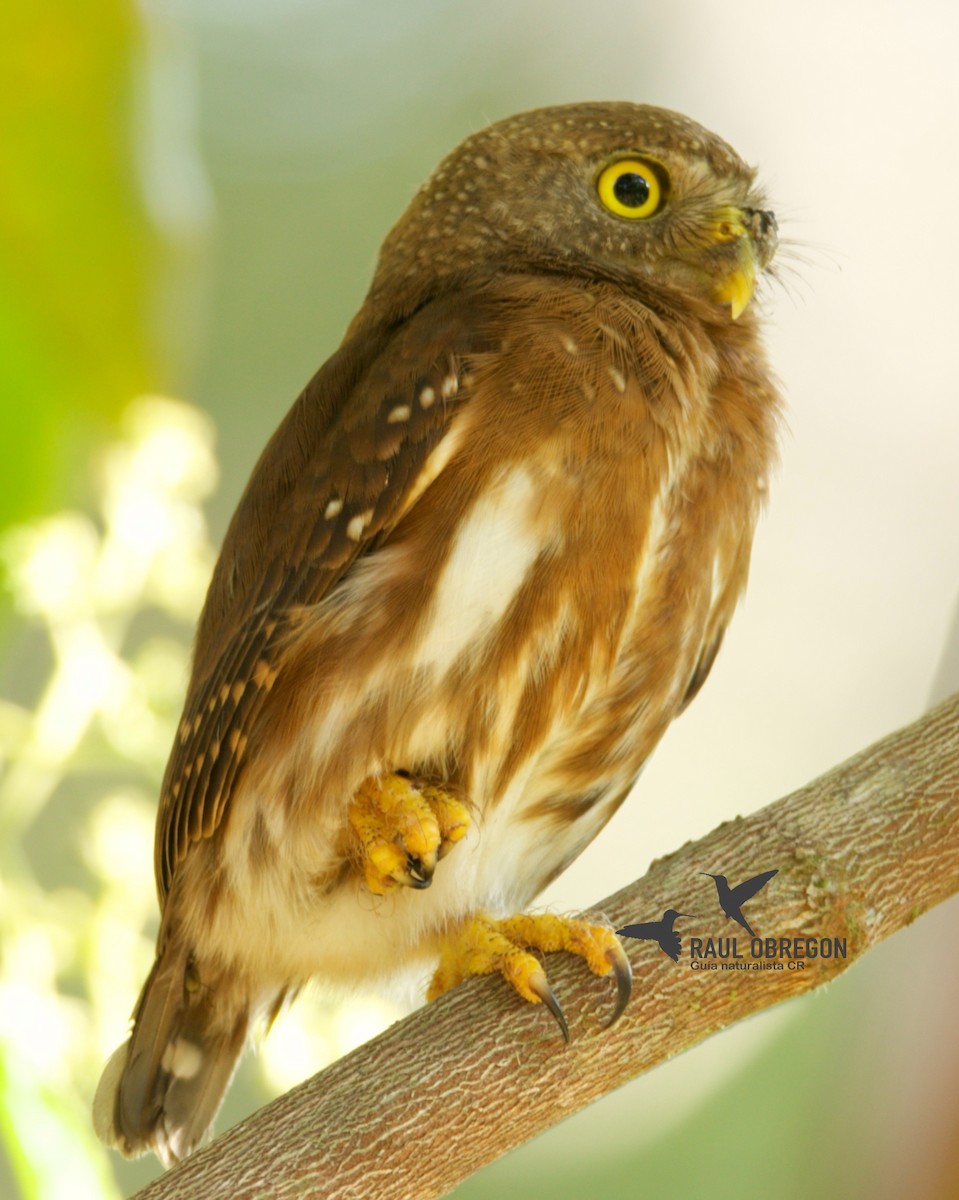 Central American Pygmy-Owl - ML617176408