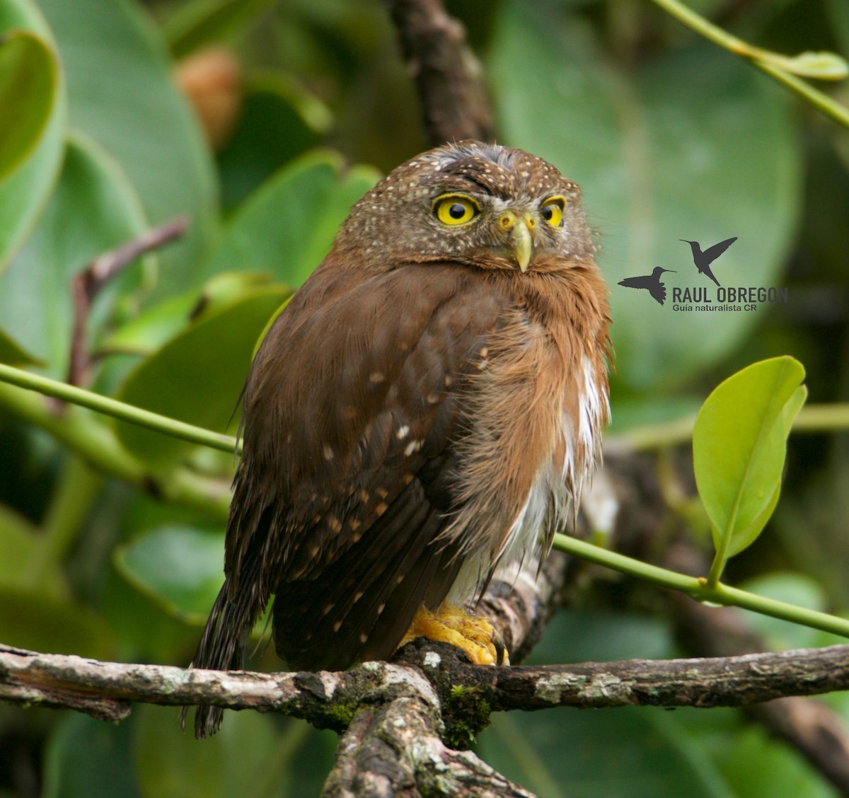 Central American Pygmy-Owl - Raúl Obregón
