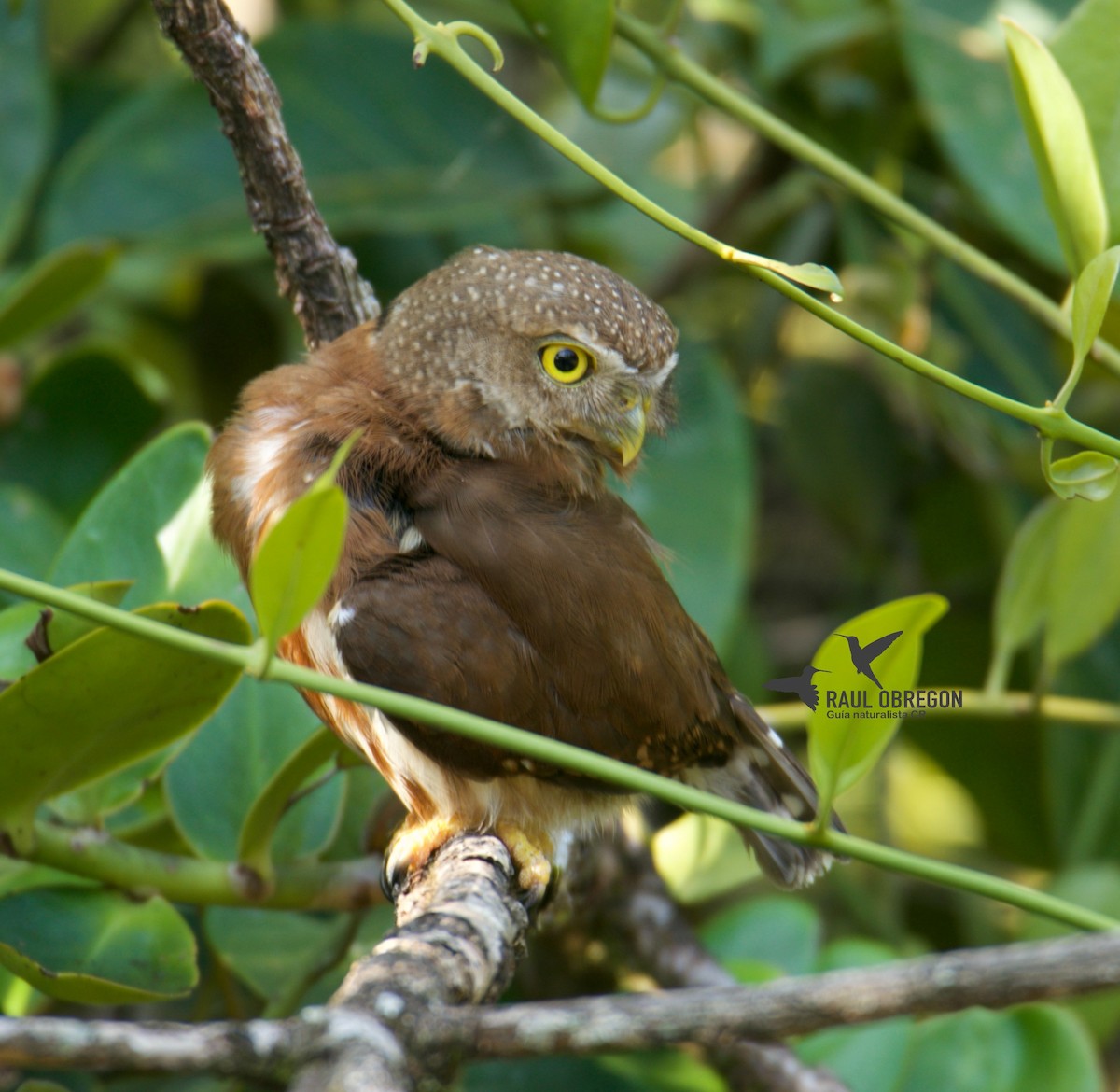 Central American Pygmy-Owl - ML617176410