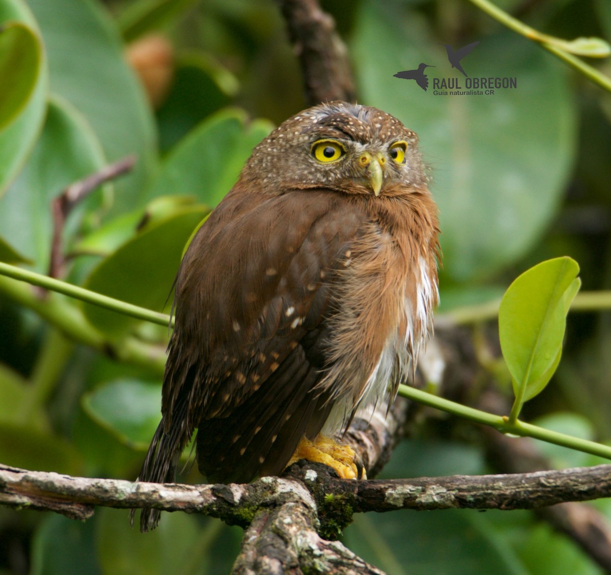 Central American Pygmy-Owl - ML617176411