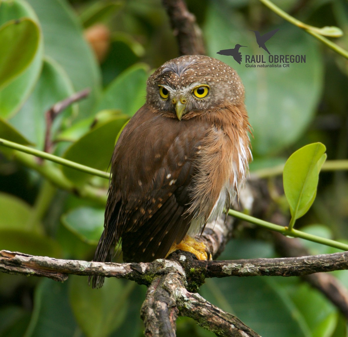 Central American Pygmy-Owl - Raúl Obregón