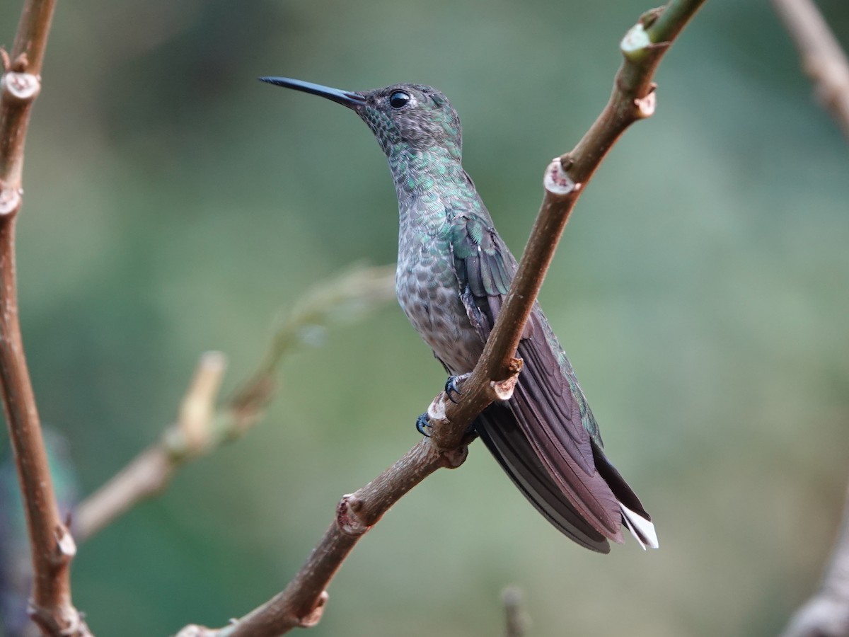 Scaly-breasted Hummingbird - Liz Soria