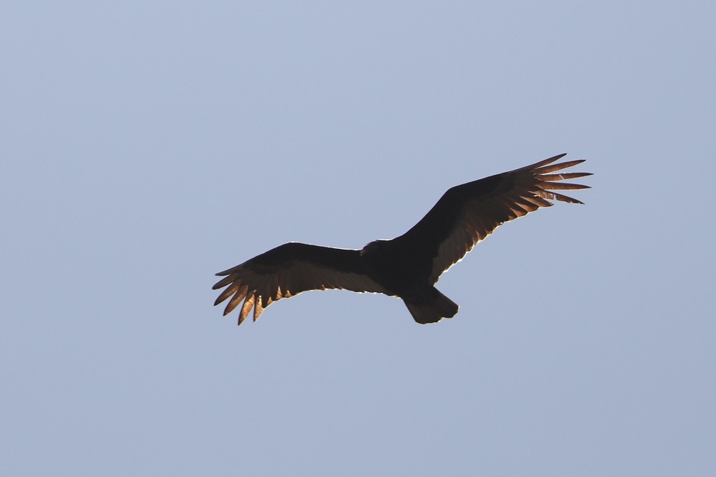 Turkey Vulture - ML617176561