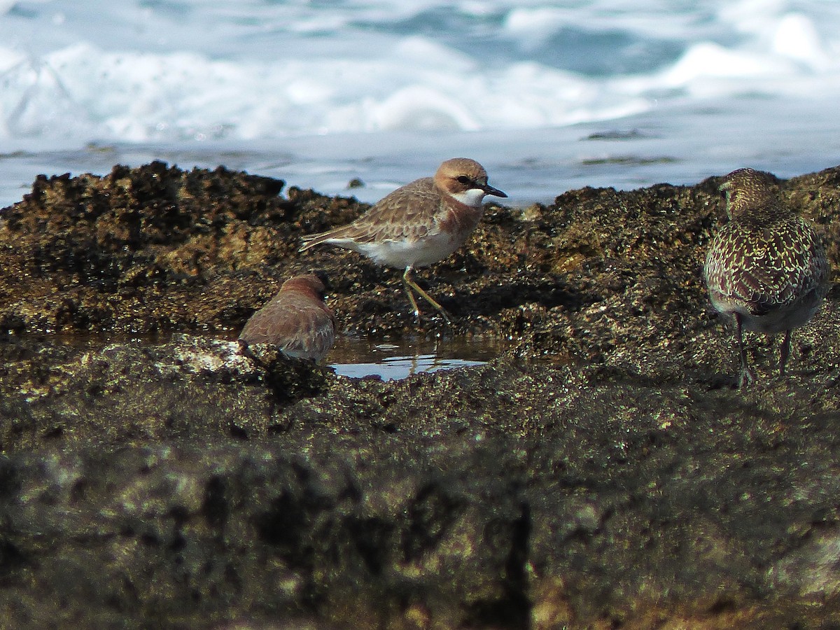 Greater Sand-Plover - Alan Whitehead
