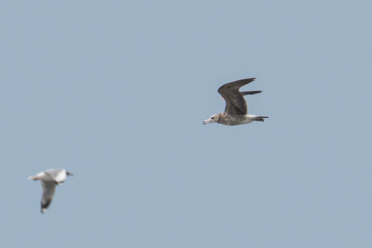Black-tailed Gull - Wich’yanan Limparungpatthanakij