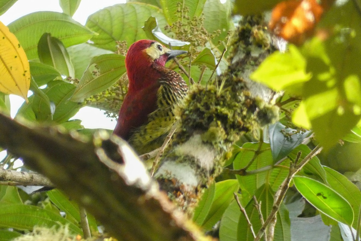Crimson-mantled Woodpecker - ML617176636