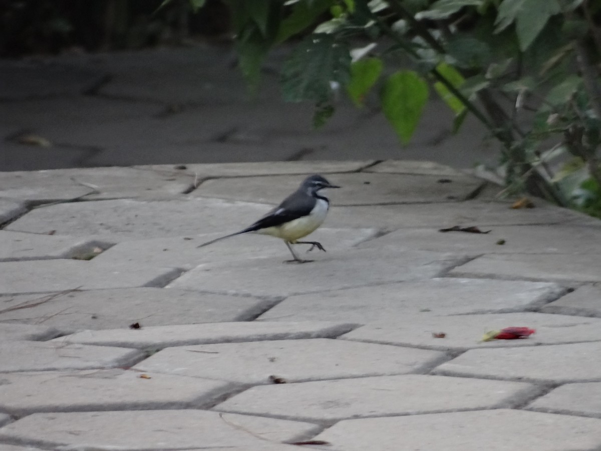 Madagascar Wagtail - Miguel Angel Benedicto