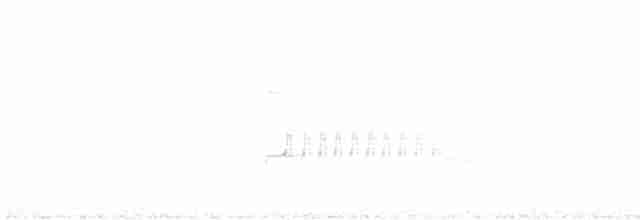 Çizgili Sinek Tiranı - ML617176760