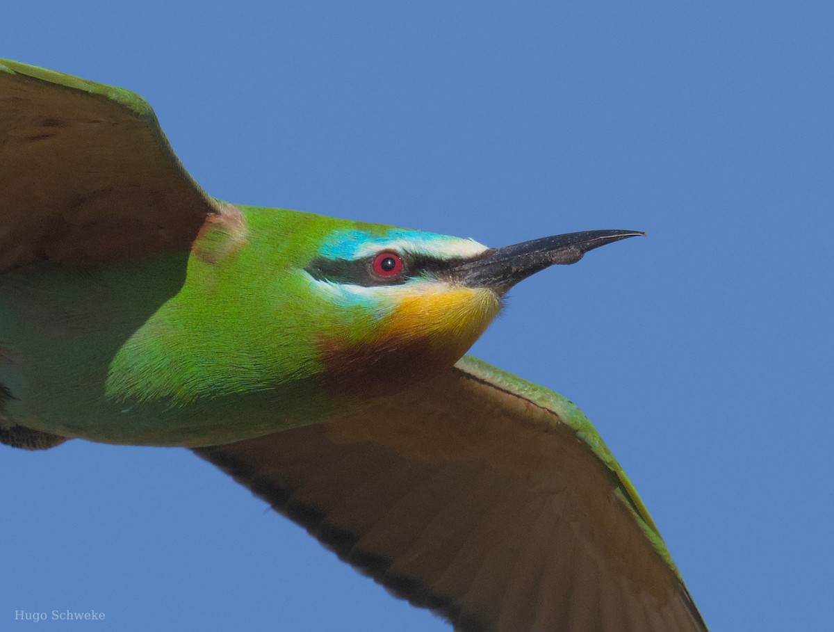 Blue-cheeked Bee-eater - ML617176814
