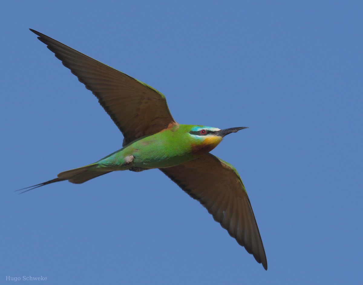 Blue-cheeked Bee-eater - ML617176815