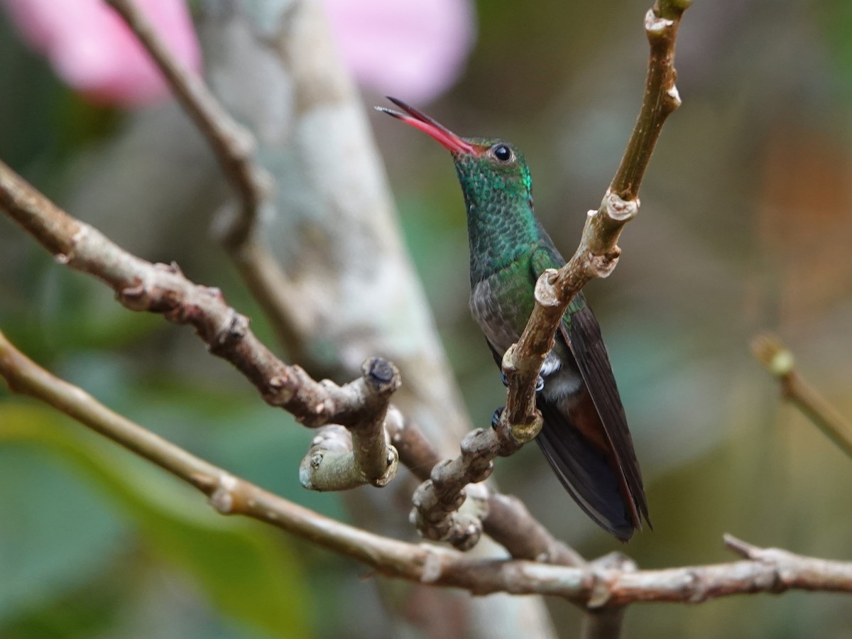 Rufous-tailed Hummingbird - Liz Soria