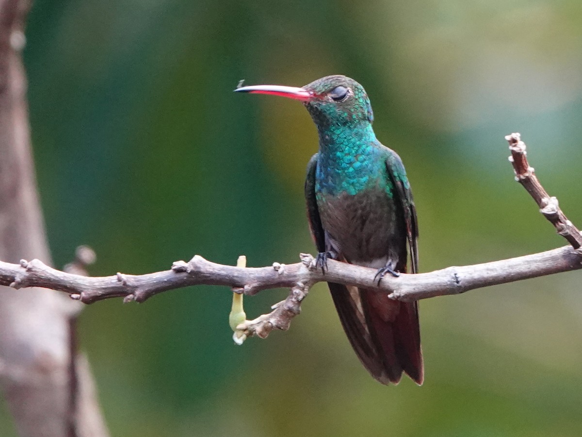Rufous-tailed Hummingbird - ML617176845