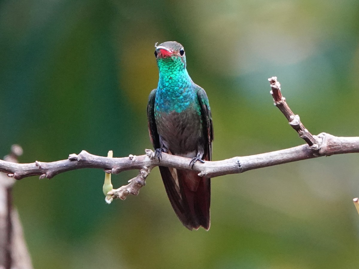 Rufous-tailed Hummingbird - ML617176846