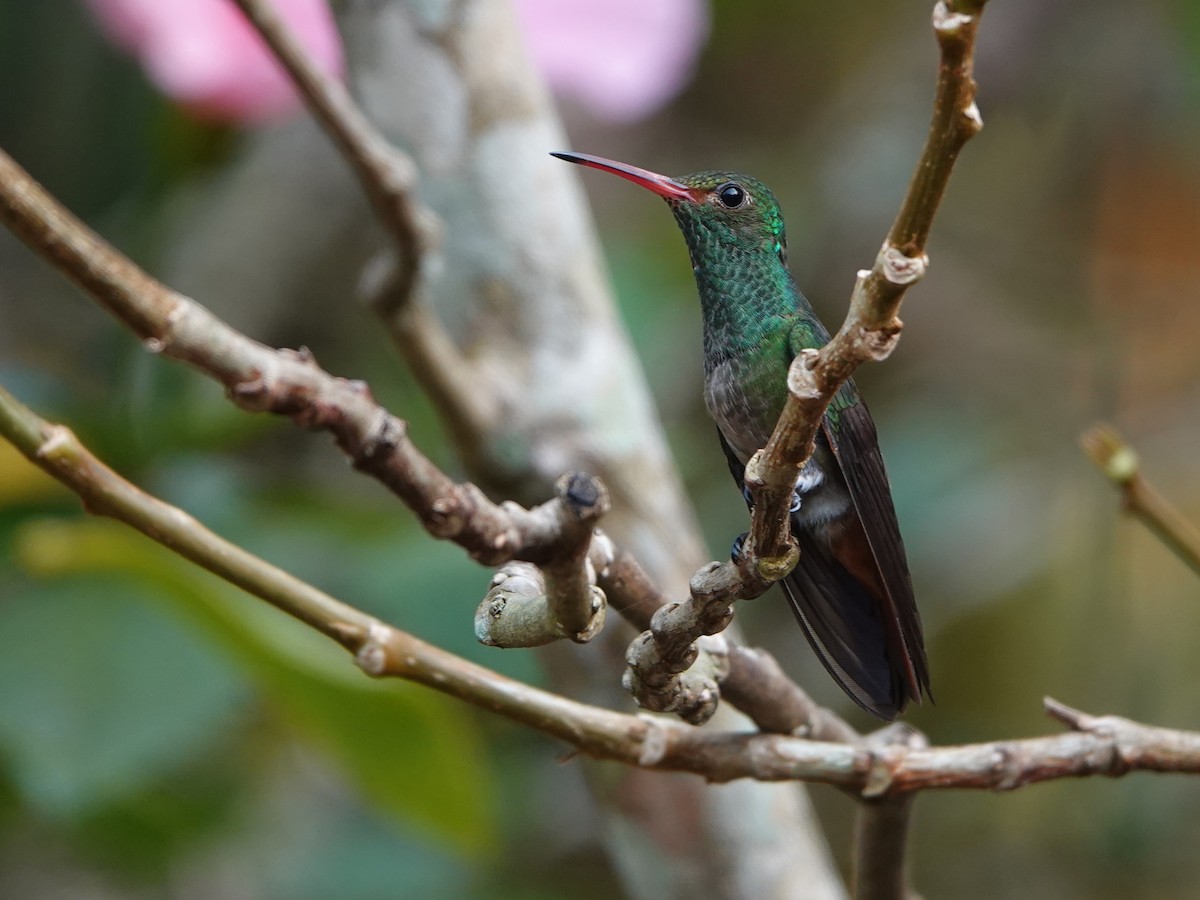 Rufous-tailed Hummingbird - ML617176847