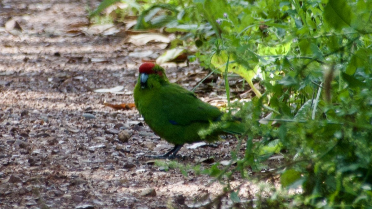 Red-crowned Parakeet - Jan Ekkers
