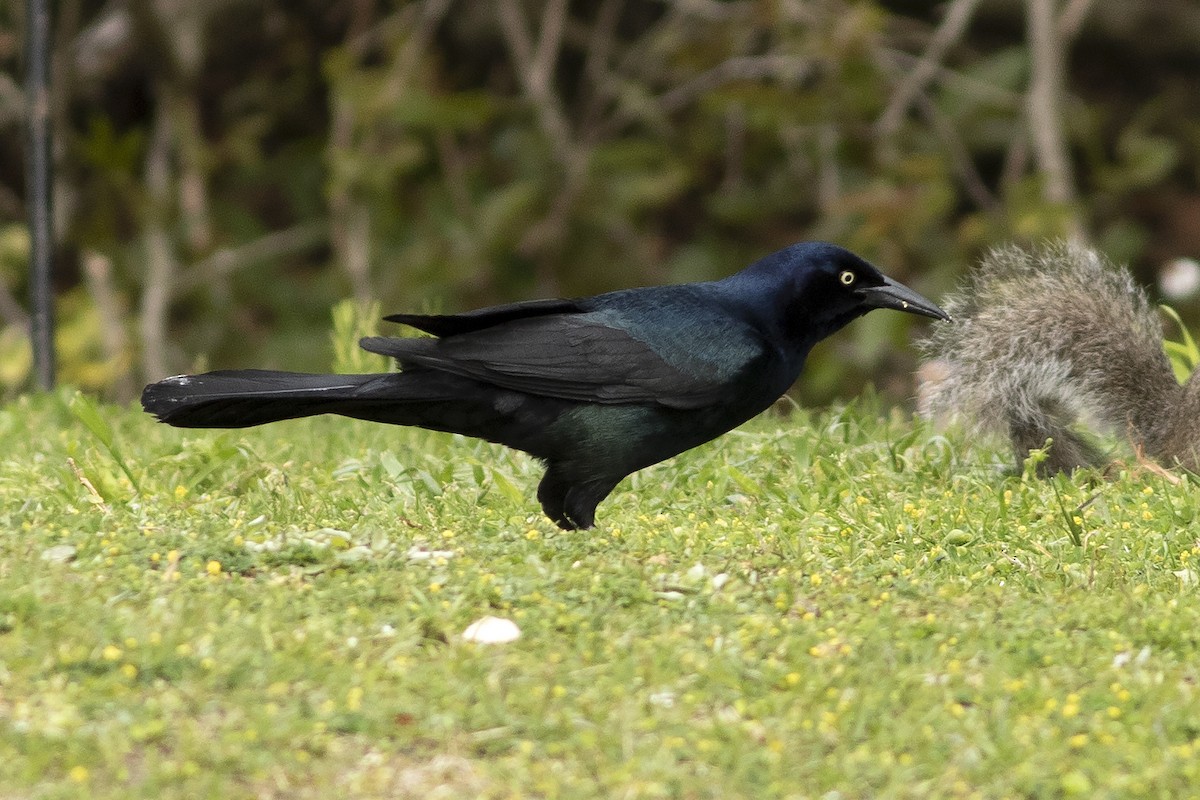 Boat-tailed Grackle - ML617177288