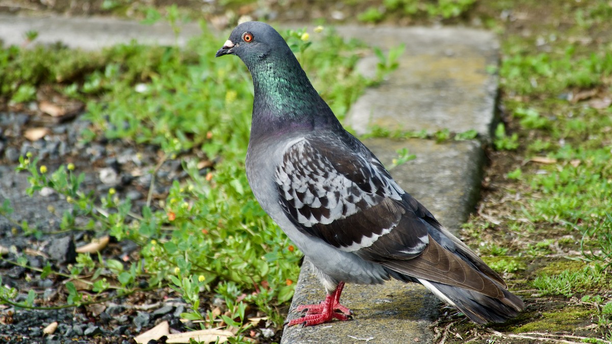 Rock Pigeon (Feral Pigeon) - Jan Ekkers