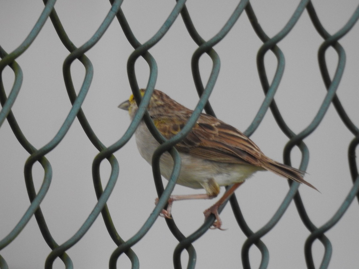 Yellow-browed Sparrow - Francisco Javier Alonso Acero  (Hotel Malokamazonas)