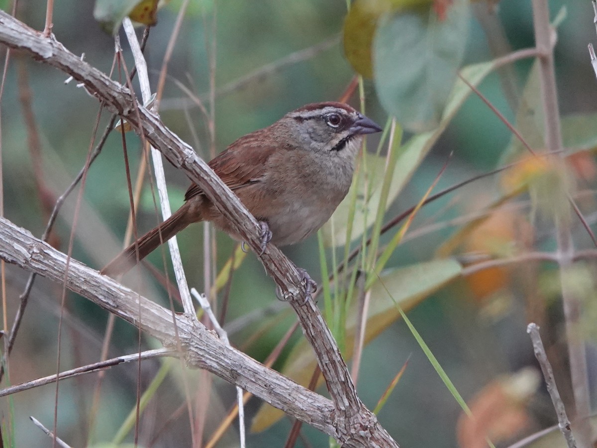 Rusty Sparrow - ML617177613