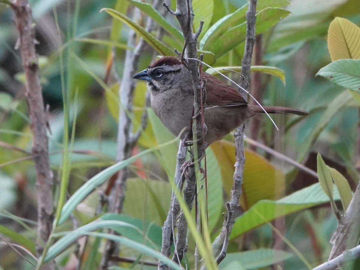 Rusty Sparrow - ML617177646