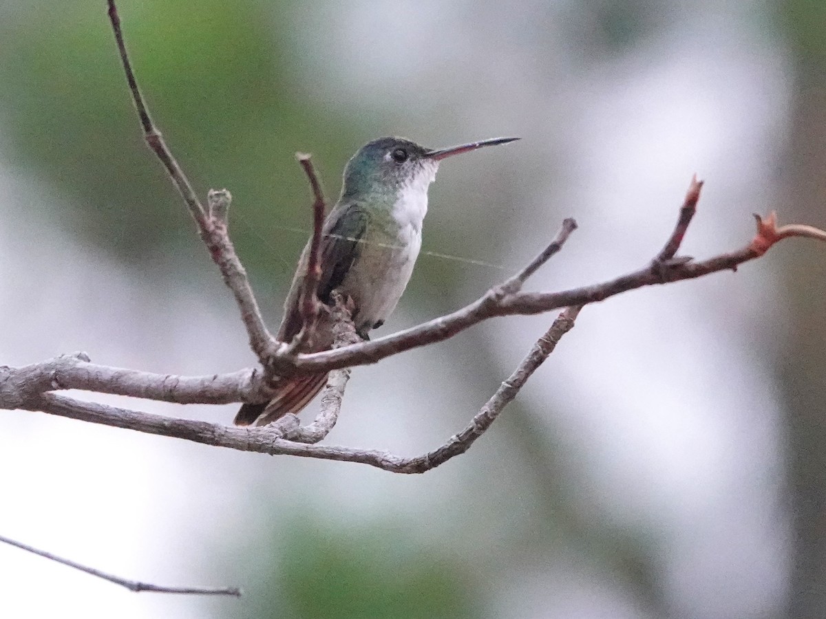 kolibřík azurovotemenný - ML617177660