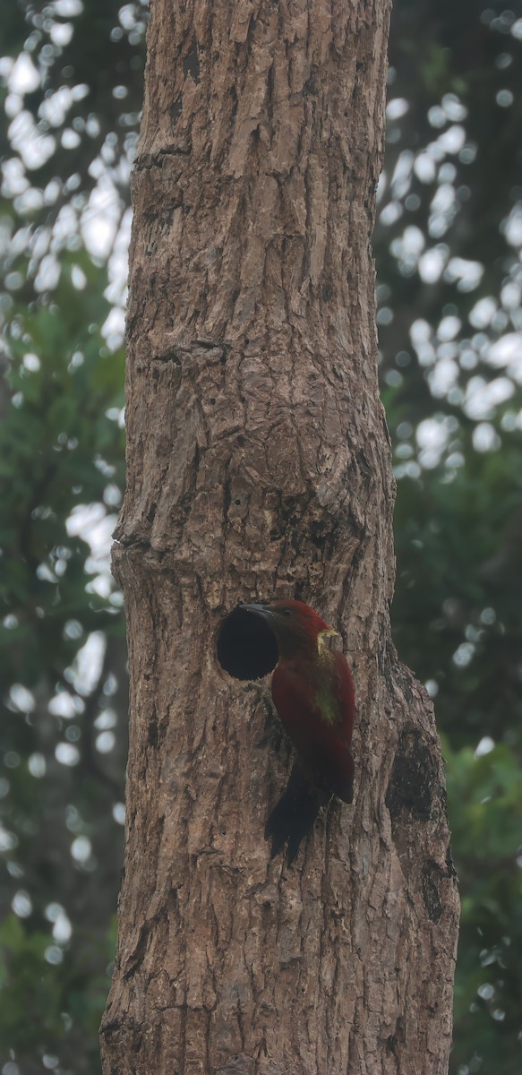 Banded Woodpecker - Chi-Hsuan Shao