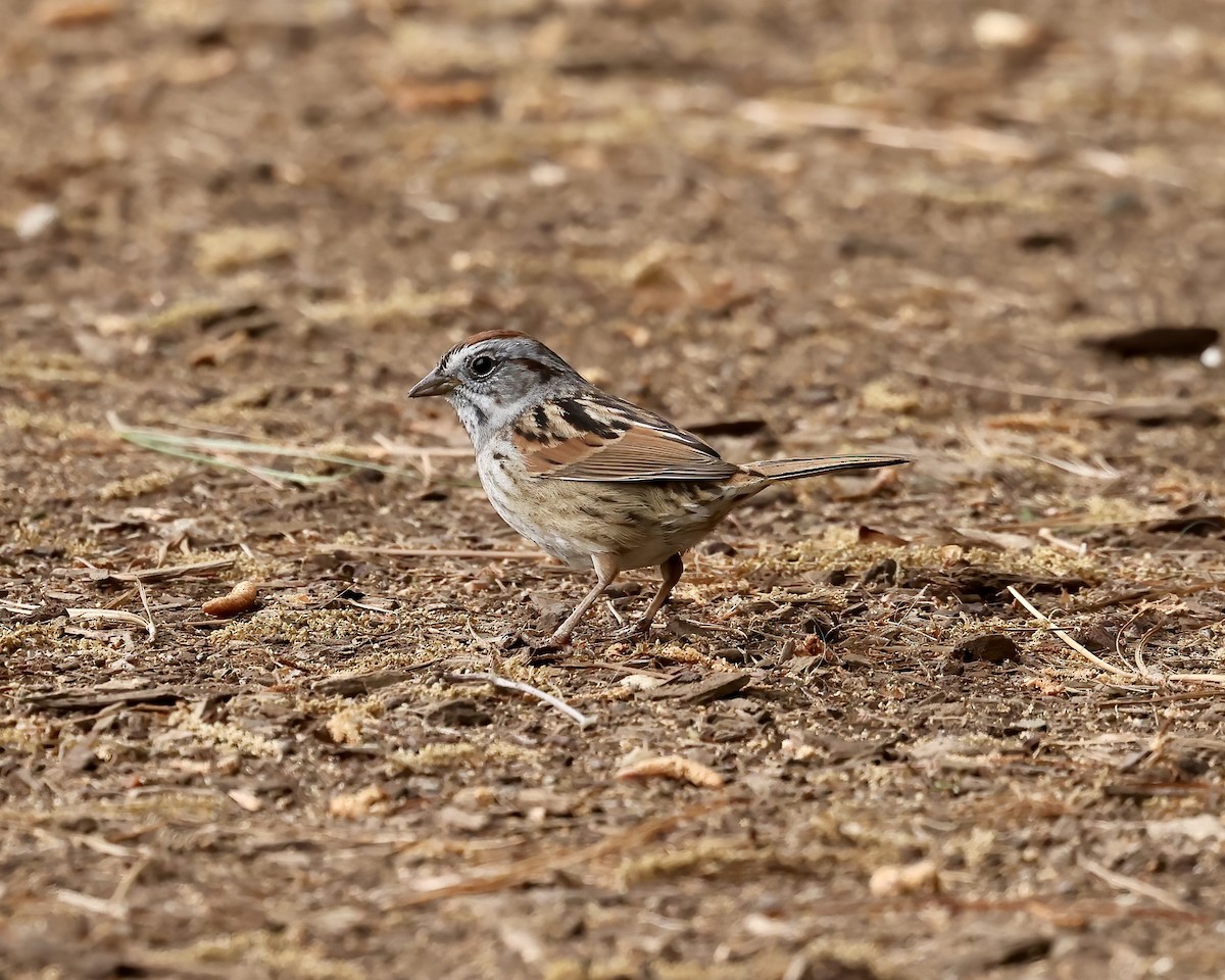 Swamp Sparrow - Debbie Kosater
