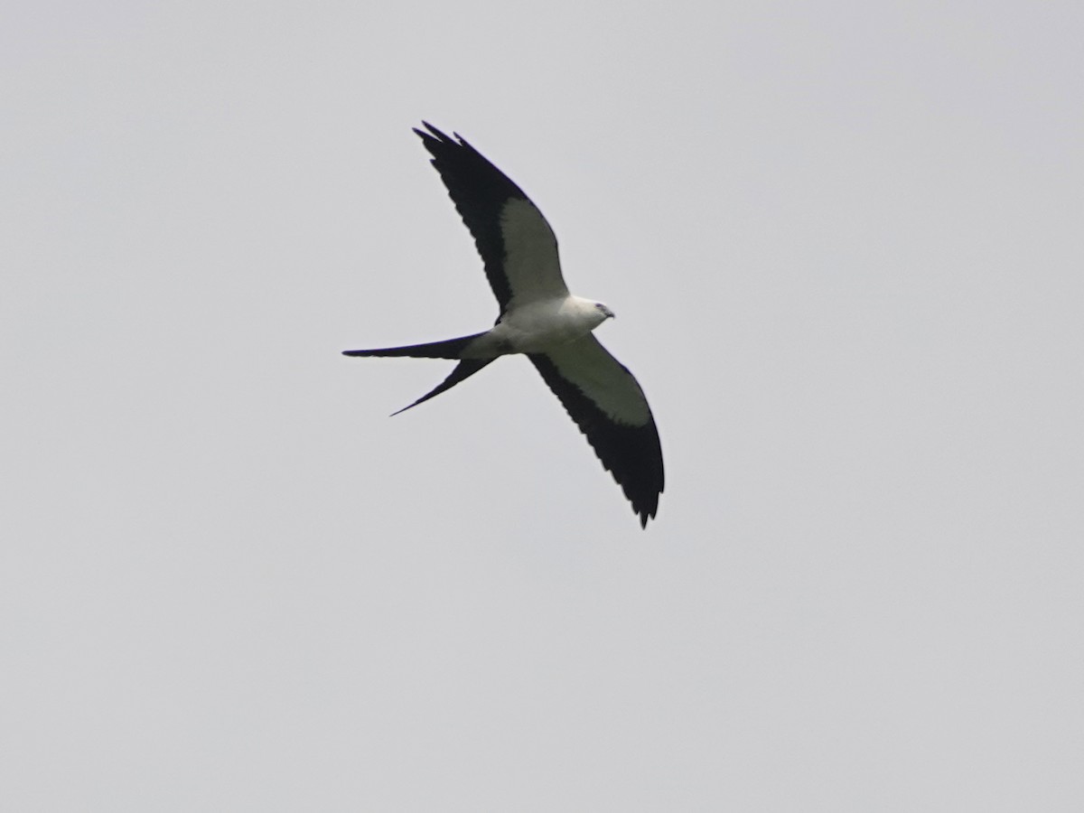 Swallow-tailed Kite - ML617178084