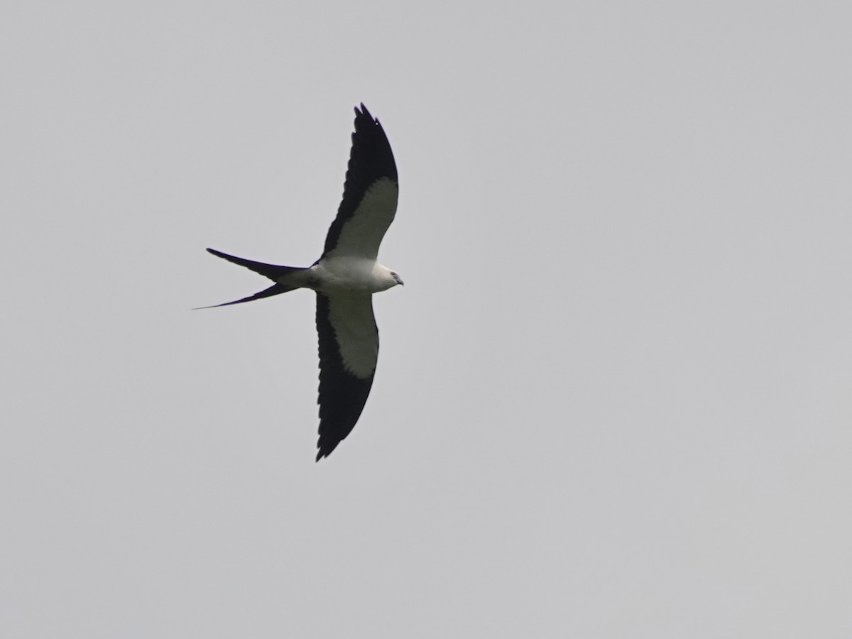 Swallow-tailed Kite - ML617178085
