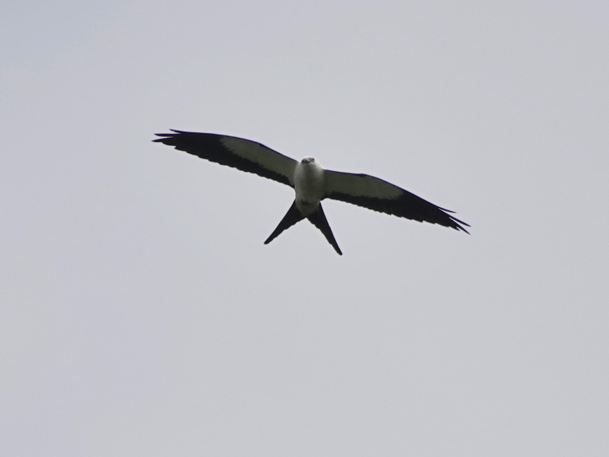 Swallow-tailed Kite - Liz Soria