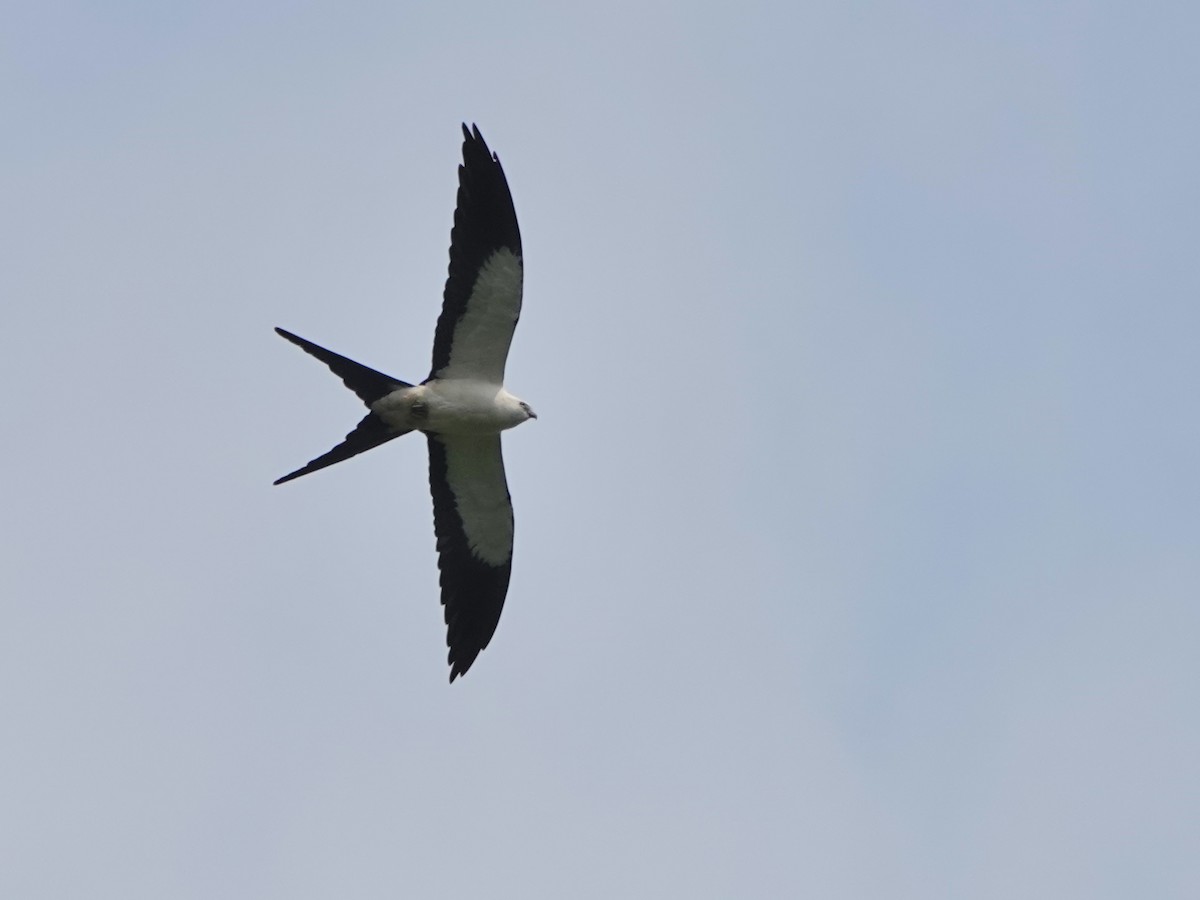 Swallow-tailed Kite - ML617178087