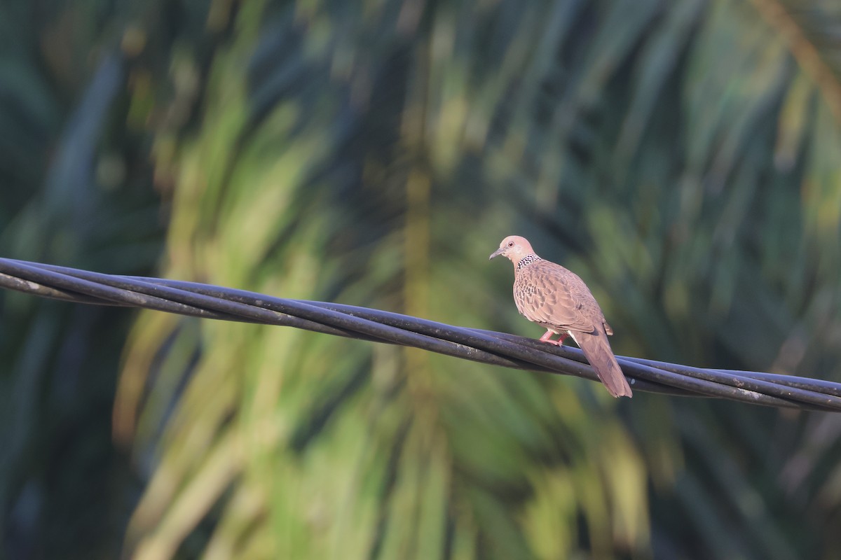 Spotted Dove (Eastern) - Chi-Hsuan Shao