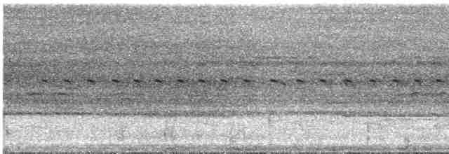 Undulated Tinamou - ML617178157