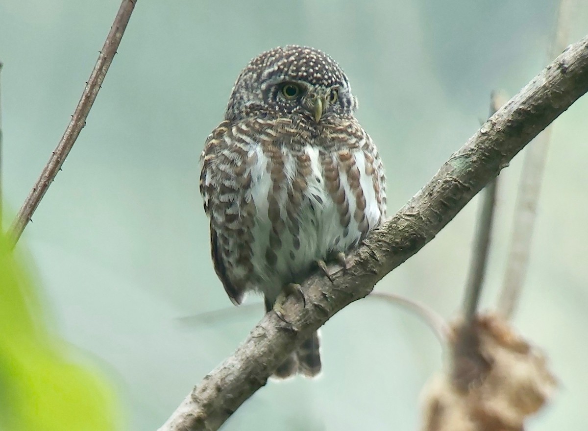 Collared Owlet - ML617178209