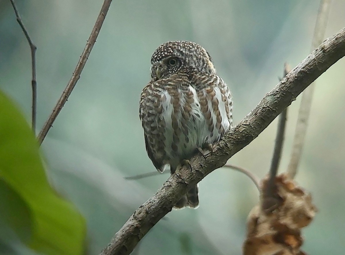 Collared Owlet - ML617178213