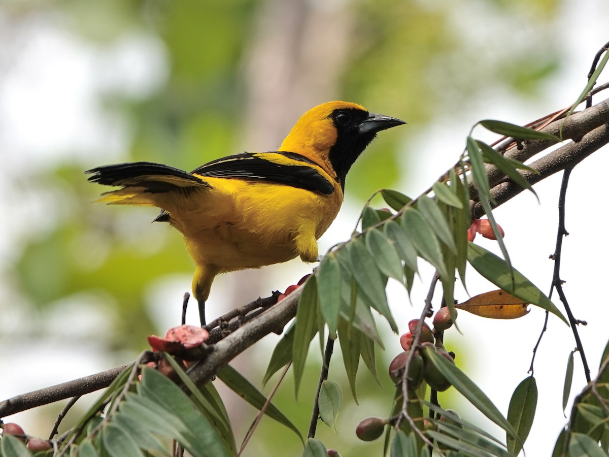 Yellow-tailed Oriole - ML617178278