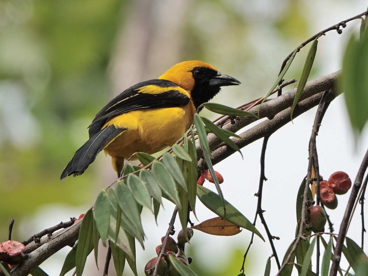 Yellow-tailed Oriole - ML617178279